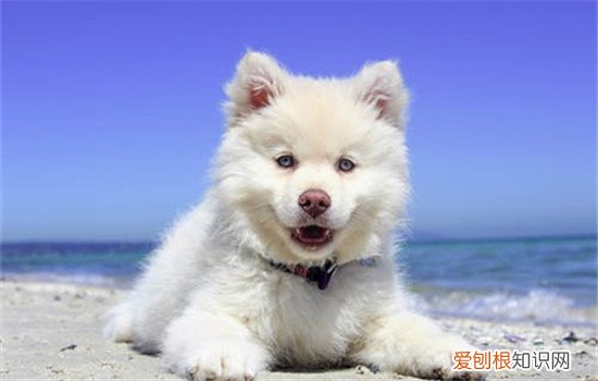 狂犬病的症状 被狗咬伤后一定要立即去医院