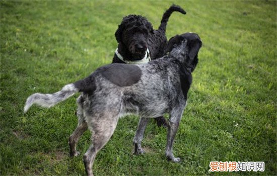 狂犬病的症状 被狗咬伤后一定要立即去医院