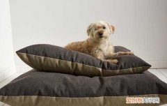 狗伤口不缝针会自己愈合吗 狗狗伤口不缝针会不会愈合