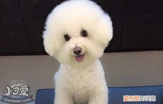 狗一直转圈神经问题 狗狗想咬尾巴一直转圈代表什么