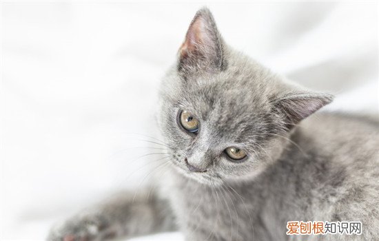 猫咪的眼屎很多怎么办 猫咪眼屎很多怎么办,为什么猫咪眼屎很多,猫咪眼屎多是怎么回事