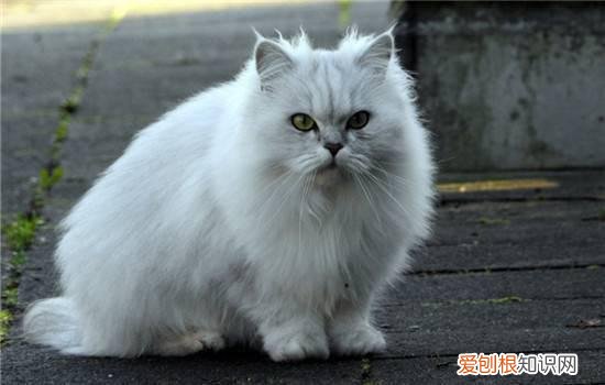 猫咪的眼屎很多怎么办 猫咪眼屎很多怎么办,为什么猫咪眼屎很多,猫咪眼屎多是怎么回事