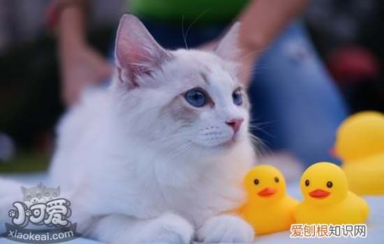 猫每次喝多少毫升水 猫每天要喝多少水,猫每天要喝多少毫升水,怎么知道猫每天喝多少水