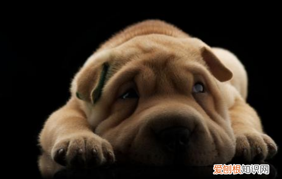 狗狗患慢性肠炎症有哪些 狗狗的慢性肠炎的问题是很严重的