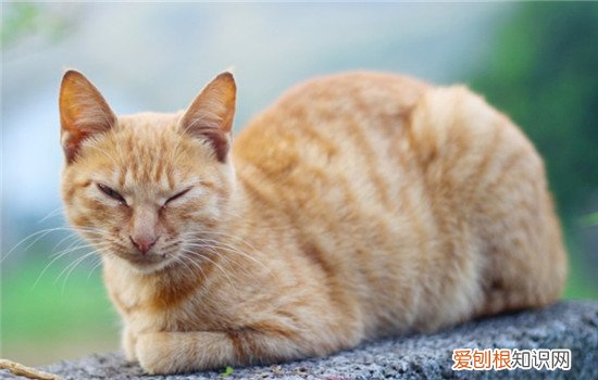 猫咪怎么避免耳螨 怎样预防猫咪耳螨,怎么预防猫咪耳螨,预防猫咪耳螨虫