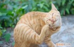 猫咪怎么避免耳螨 怎样预防猫咪耳螨,怎么预防猫咪耳螨,预防猫咪耳螨虫