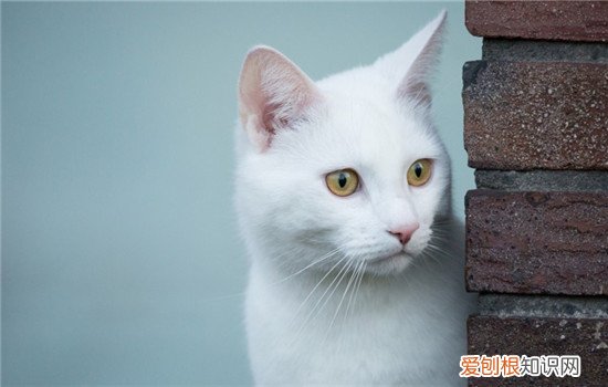 猫不爱喝水怎么回事 猫不爱喝水怎么办,猫不喝水怎么办,猫不喜欢喝水怎么办