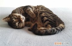 给猫咪换了猫砂结果猫咪不拉屎了怎么办 换猫砂不拉屎怎么办,换猫砂猫不拉屎,换猫砂猫不拉