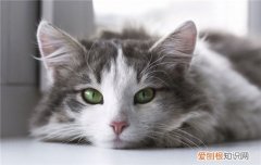 猫咪晕车的表现 猫咪也会晕车吗,猫咪晕车的症状,猫咪晕车怎么处理