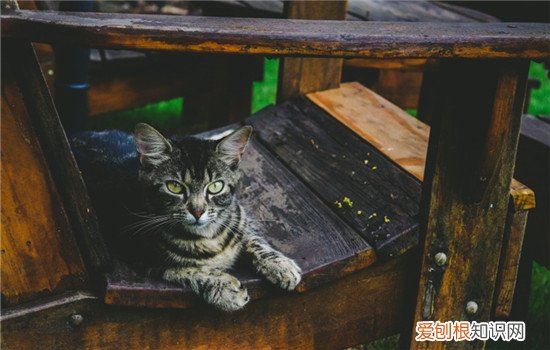 猫应激反应应该怎么办 猫应激反应的危害,猫应激反应的治疗,怎么预防猫咪得应激反应