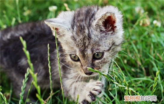 猫能不能吃杨梅 猫可以吃杨梅罐头吗,猫可以吃什么杨梅吗,猫吃杨梅会怎么样