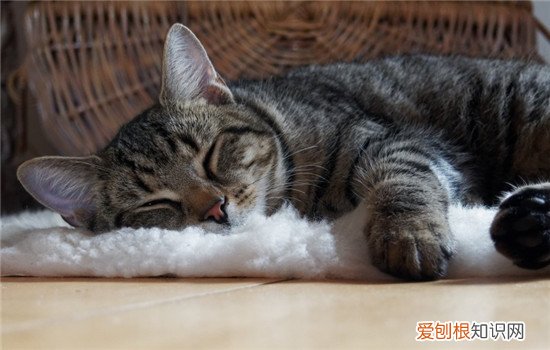 什么对猫毛好 猫毛的用处,猫毛的用途是什么,猫毛有什么作用