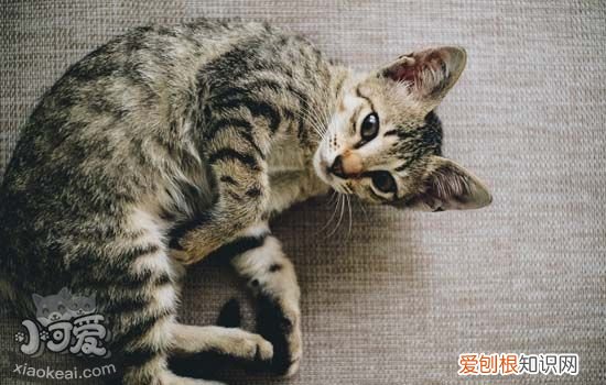 猫咪处方罐头和普通罐头 猫肠胃处方罐头,猫咪处方罐头哪个好,猫处方罐头里都有什么