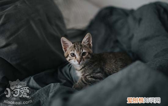 猫咪处方罐头和普通罐头 猫肠胃处方罐头,猫咪处方罐头哪个好,猫处方罐头里都有什么