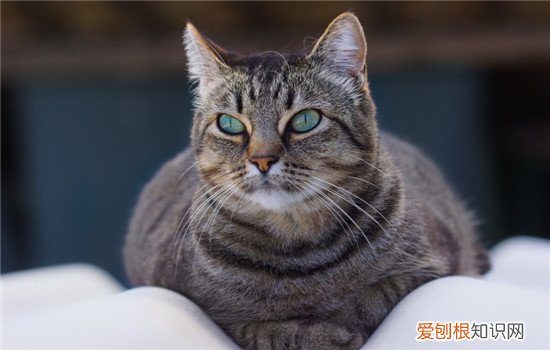 猫能吃蓝莓干吗 猫可以吃蓝莓干吗,猫吃蓝莓有事吗,猫可不可以吃蓝莓