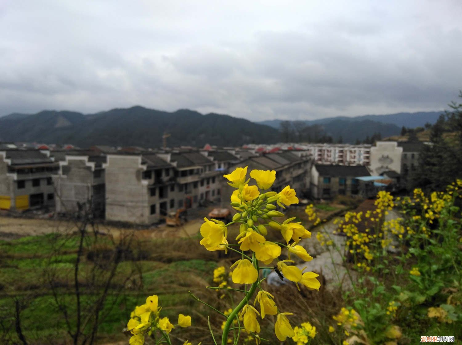 油菜花怎么养长的好快 油菜花怎么养长的好