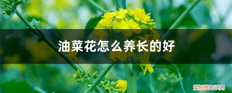 油菜花怎么养长的好快 油菜花怎么养长的好