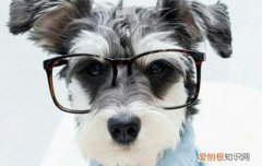 狗狗结膜炎症状 狗狗的眼睛要小心保护啊