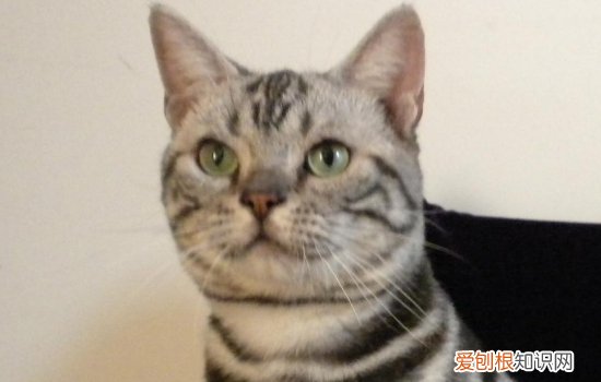 小猫生病的征兆 猫生病的征兆,猫生病前的征兆,幼猫生病征兆