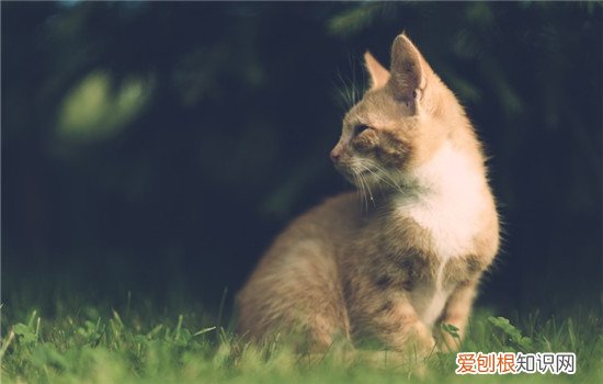 猫的寿命大概有多长 猫的寿命一般多长,猫的寿命是几年,猫的寿命有多长时间