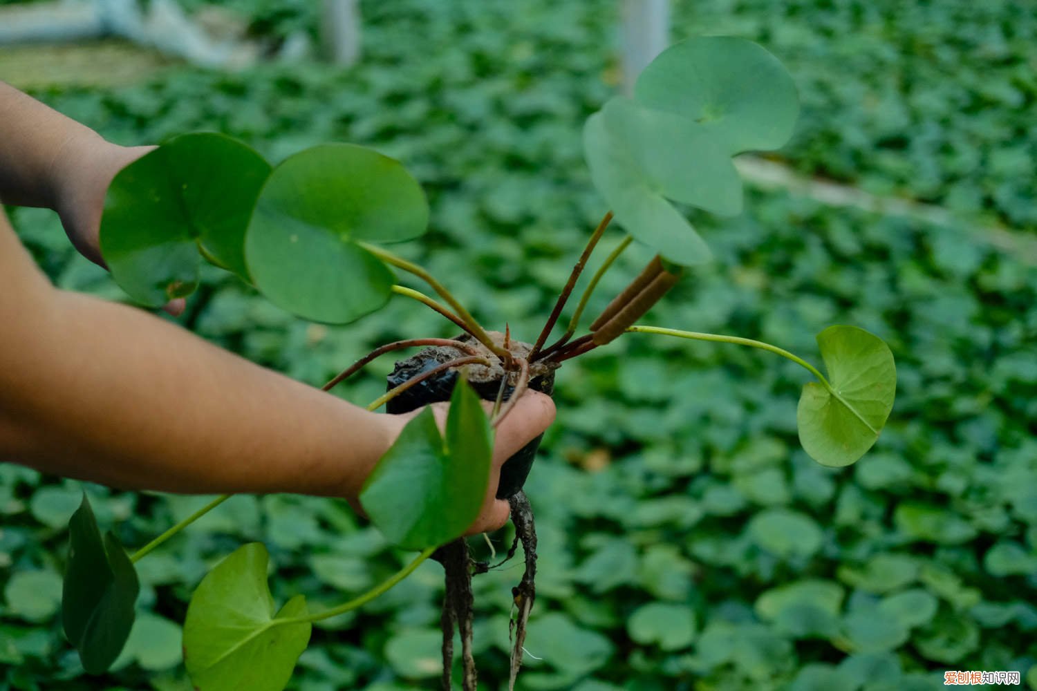 延药睡莲和睡火莲 延药睡莲如何养