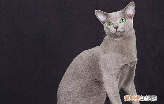 猫需要补充的微量元素 猫需要额外补充微量元素吗,猫吃什么可以补充微量元素