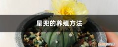 星兜怎么养殖 星兜的养殖方法