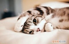 小猫有点鼻塞怎么办 小奶猫感冒鼻塞怎么办,小奶猫感冒鼻塞妙招