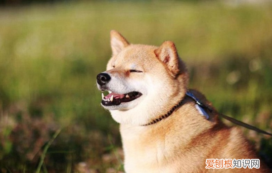 怎么预防狗狗拉稀 狗狗拉稀主人是不是都没有注意这些呢？