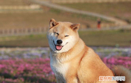 怎么预防狗狗拉稀 狗狗拉稀主人是不是都没有注意这些呢？