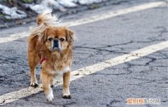 犬瘟的症状是什么 犬瘟严重可导致狗狗死亡