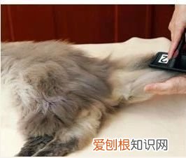 长毛猫怎么养护 长毛猫怎么样,长毛猫怎么护理毛发,长毛猫怎么能让毛不结球