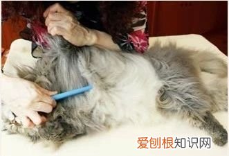 长毛猫怎么养护 长毛猫怎么样,长毛猫怎么护理毛发,长毛猫怎么能让毛不结球