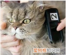 长毛猫怎么养护 长毛猫怎么样,长毛猫怎么护理毛发,长毛猫怎么能让毛不结球