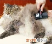 长毛猫怎么养护 长毛猫怎么样,长毛猫怎么护理毛发,长毛猫怎么能让毛不结球