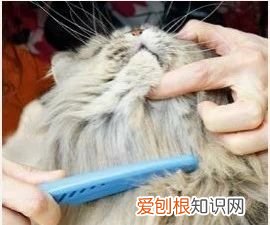 长毛猫怎么养护 长毛猫怎么样,长毛猫怎么护理毛发,长毛猫怎么能让毛不结球