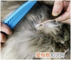 长毛猫怎么养护 长毛猫怎么样,长毛猫怎么护理毛发,长毛猫怎么能让毛不结球