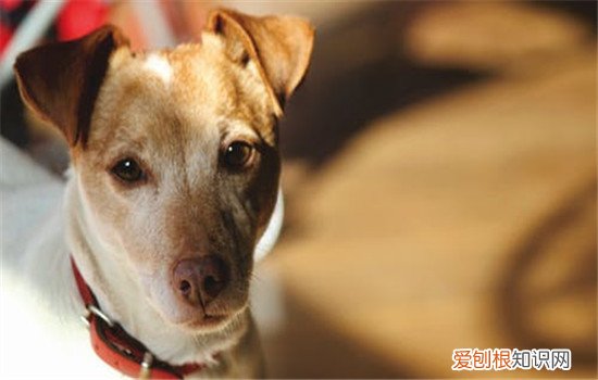 犬瘟是什么 犬瘟是由什么引起的