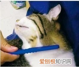 一天给猫梳几次毛 给猫梳毛多久梳一次,怎么给猫梳毛,给猫梳毛的正确方法