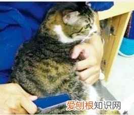 一天给猫梳几次毛 给猫梳毛多久梳一次,怎么给猫梳毛,给猫梳毛的正确方法