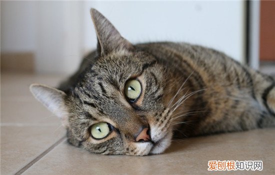 猫咪除了猫粮还要喂什么 除了猫粮还给猫吃什么,除了猫粮猫可以吃什么,除了猫粮还要喂什么