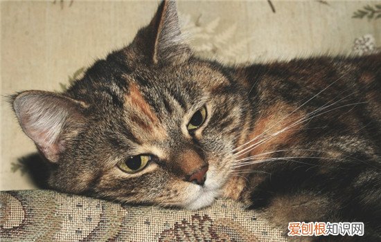 猫咪除了猫粮还要喂什么 除了猫粮还给猫吃什么,除了猫粮猫可以吃什么,除了猫粮还要喂什么