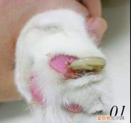 要怎样给猫剪指甲 怎么给猫剪指甲剪到哪,怎么给猫剪指甲剪多少,自己怎么给猫剪指甲