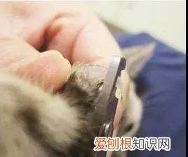 要怎样给猫剪指甲 怎么给猫剪指甲剪到哪,怎么给猫剪指甲剪多少,自己怎么给猫剪指甲