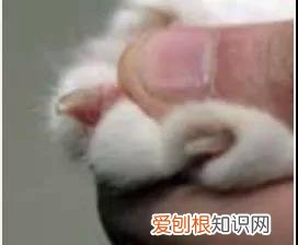 要怎样给猫剪指甲 怎么给猫剪指甲剪到哪,怎么给猫剪指甲剪多少,自己怎么给猫剪指甲