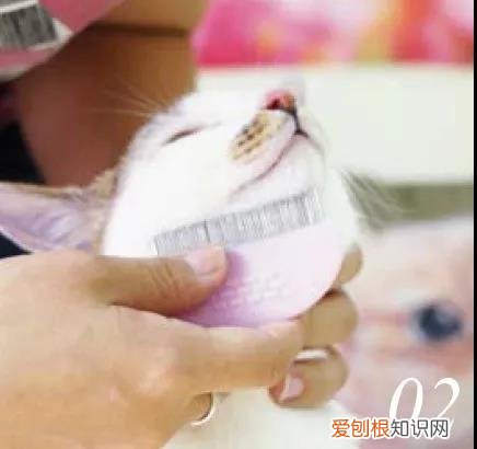 猫咪黑下巴怎么清洁 猫下巴怎么洗,猫下巴怎么洗干净,毛下巴有很多黑色的东西