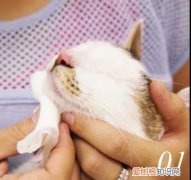 猫咪黑下巴怎么清洁 猫下巴怎么洗,猫下巴怎么洗干净,毛下巴有很多黑色的东西