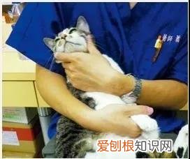 毛笔字有鼻屎怎么掏出来,猫鼻子有鼻屎怎么弄出来,猫鼻子有一块像鼻屎一样的东西