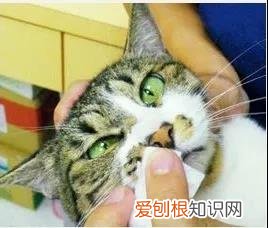 毛笔字有鼻屎怎么掏出来,猫鼻子有鼻屎怎么弄出来,猫鼻子有一块像鼻屎一样的东西