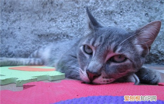 猫突然不吃猫粮怎么办,猫突然不吃猫粮的原因,为什么猫突然不吃猫粮